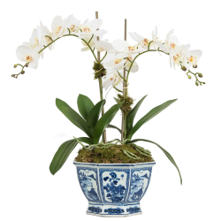 Two Stem Orchid in Mid Size Hexagon Planter