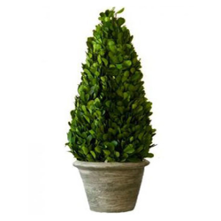 20" Classic Cone Boxwood Topiary