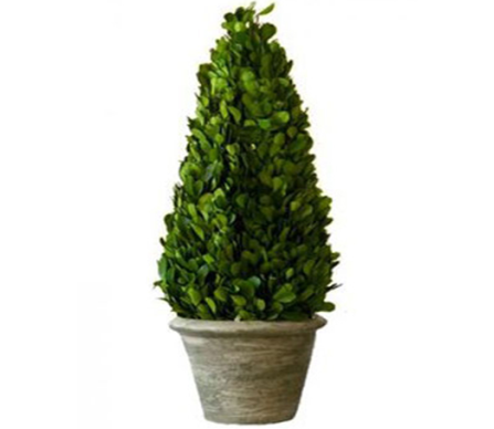 16" Classic Cone Boxwood Topiary